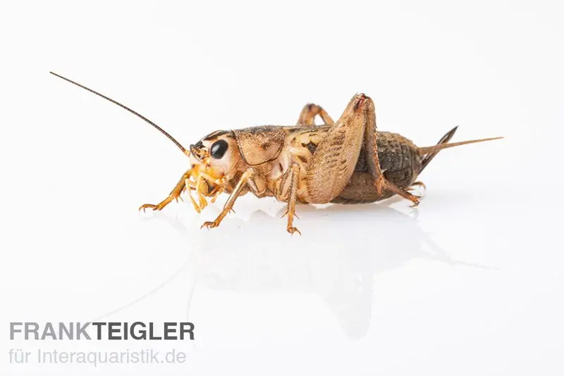 Echt Steppengrillen, klein, Futterinsekten ca. 60 Stück