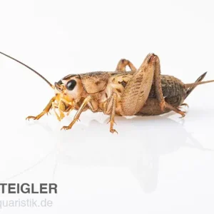 Steppengrillen, klein, Futterinsekten ca. 1000 Stück lose Nur Für Kurze Zeit
