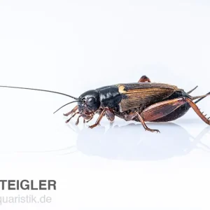 Angebot Mittelmeergrillen, klein, Futterinsekten ca. 500 Stück lose