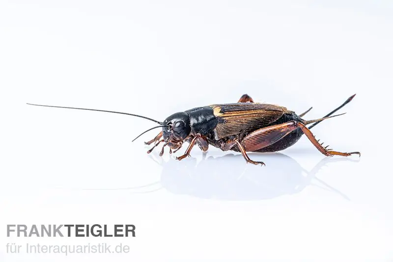 Mittelmeergrillen, klein, Futterinsekten ca. 1000 Stück lose Versand Am Gleichen Tag