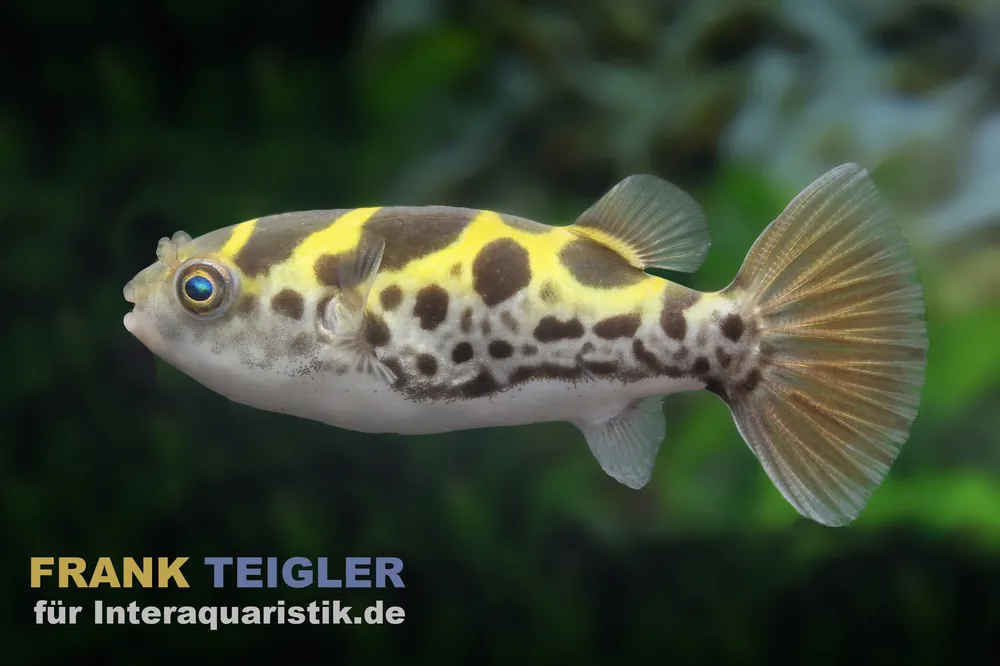 Günstig Grüner Flusskugelfisch, Dichotomyctere fluviatilis