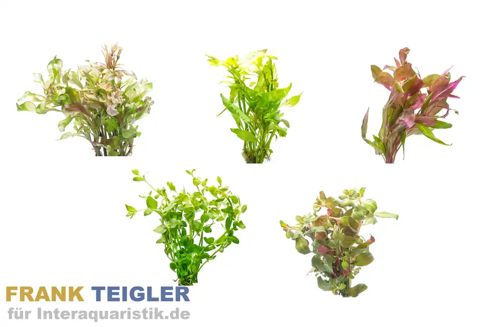 Bestpreis Aquarienpflanzen 2. Wahl, 5 Stück im Mix, Bundpflanzen