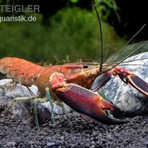 Günstig Roter Papuakrebs, Cherax boesemani (Cherax Red Brick/ Red Chilli) - Weibchen