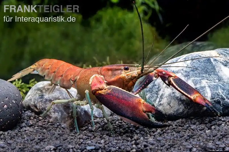 Günstig Roter Papuakrebs, Cherax boesemani (Cherax Red Brick/ Red Chilli) - Weibchen
