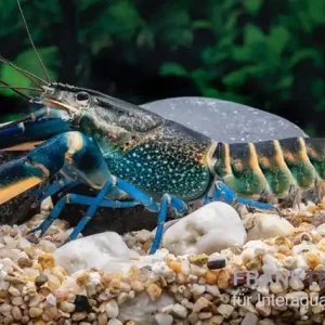 Dunkelblauer Krebs Variante II, Cherax sp. "Blue Moon Type II" - Männchen Begrenztes Angebot