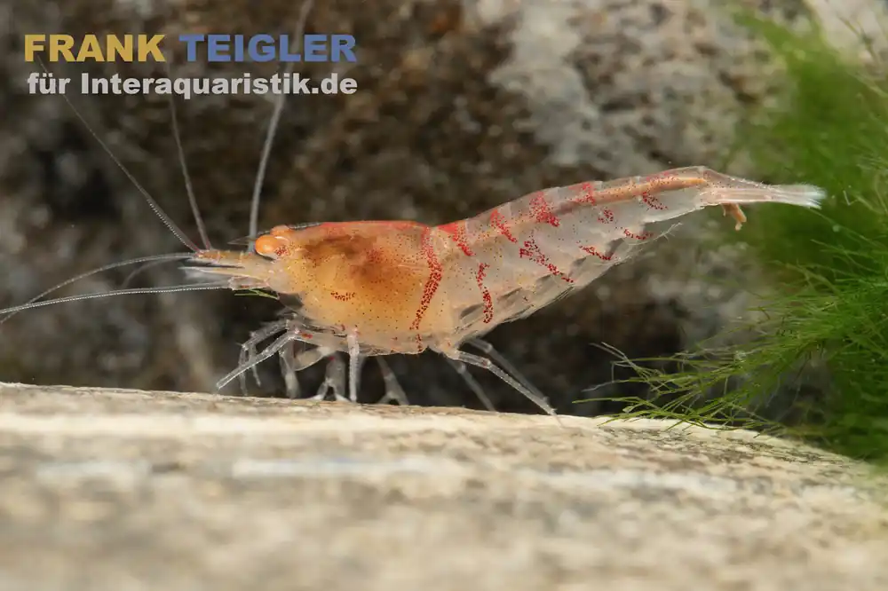 Top-Angebot Rote Tigergarnele "Orange Eye", Caridina mariae "Red"
