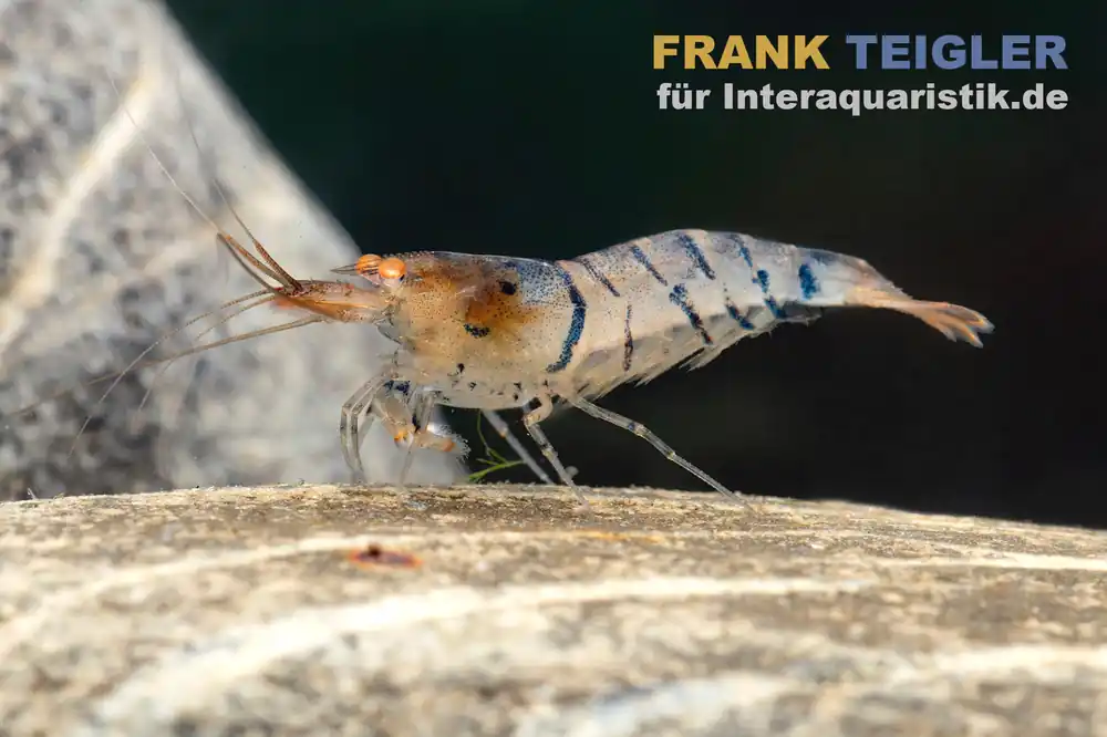 Markenprodukt Blau gestreifte Tigergarnele "Orange Eye", Caridina mariae "Blue striped"