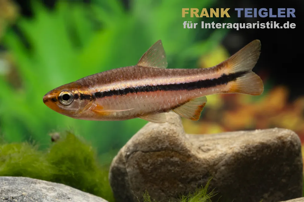 Belitung-Rasbora, Rasbora cf. patrickyapi "Belitung" Neue Ware
