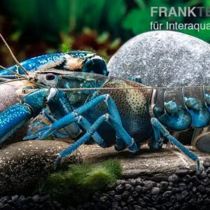 Finale Aktion Blauer Papua-Flusskrebs, Cherax communis - Männchen