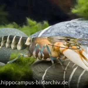 Tigerkrebs, Cherax peknyi - Pärchen Mega-Angebot