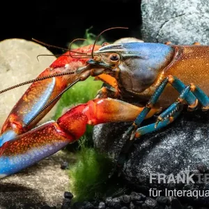 "Blue Claw" Tigerkrebs, Cherax peknyi var. "Blue Claw" - Männchen Neuheit