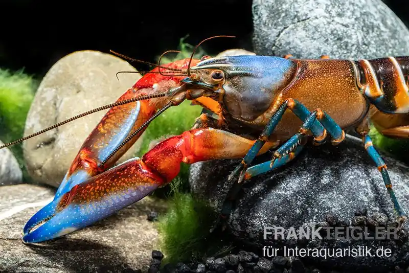 "Blue Claw" Tigerkrebs, Cherax peknyi var. "Blue Claw" - Weibchen Echt