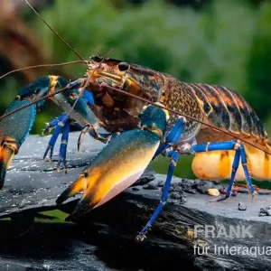 Dunkelblauer Krebs Variante III, Cherax sp. "Blue Moon Type III" - Pärchen Preisknaller