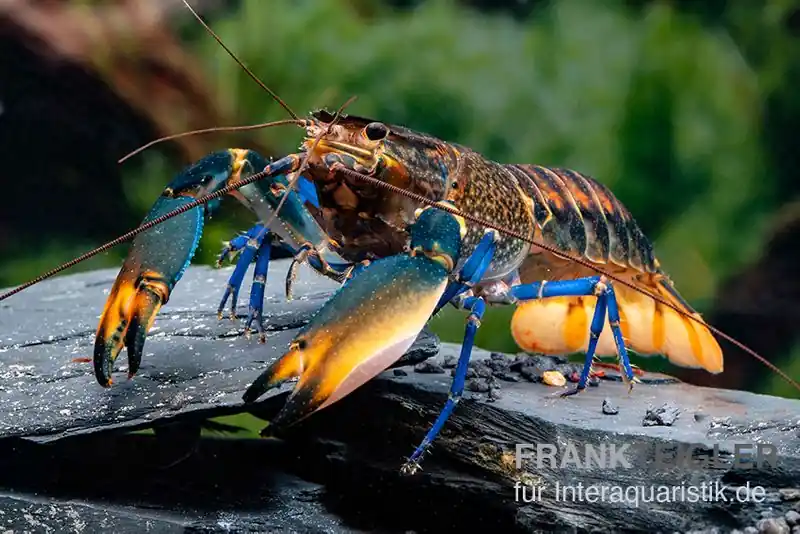 Dunkelblauer Krebs Variante III, Cherax sp. "Blue Moon Type III" - Pärchen Preisknaller