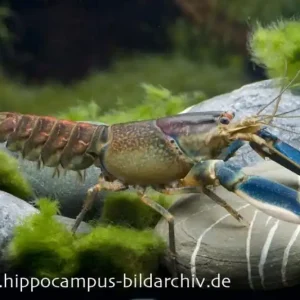 Blau-Rosa Krebs, Cherax pulcher - Weibchen Jetzt Bestellen