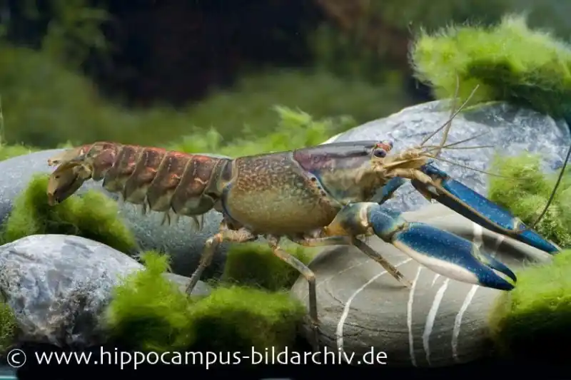 Blau-Rosa Krebs, Cherax pulcher - Weibchen Jetzt Bestellen
