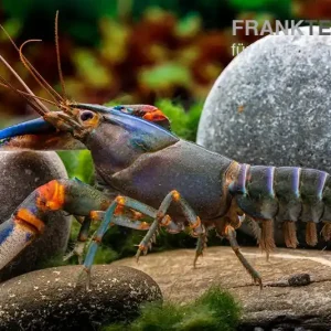 Jetzt Bestellen Blauer Tigerkrebs, Cherax alyciae „Blue Kong“ - Zufällig