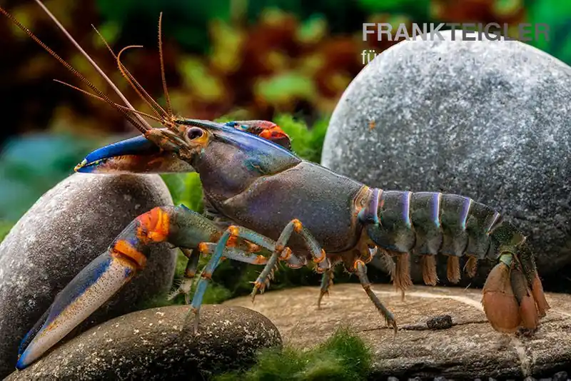 Jetzt Bestellen Blauer Tigerkrebs, Cherax alyciae „Blue Kong“ - Zufällig