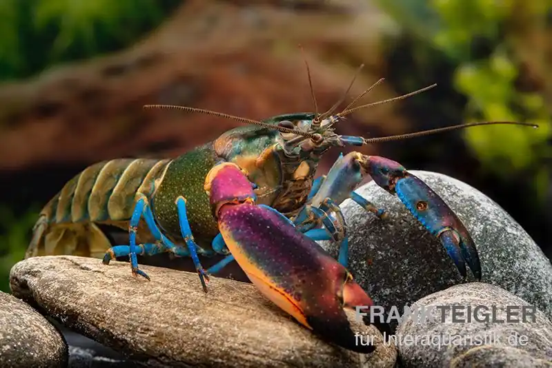 Blauer Kambuayakrebs, Cherax spec. Kambuaya Creek Blue Claw - Männchen Expressversand