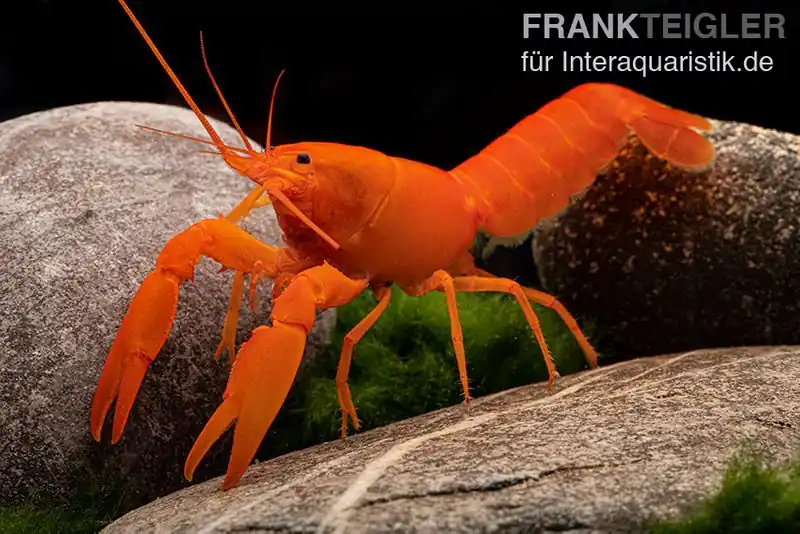 Sofort Bestellen Superorangener Aprikosenkrebs, Cherax cf. holthuisi - Männchen