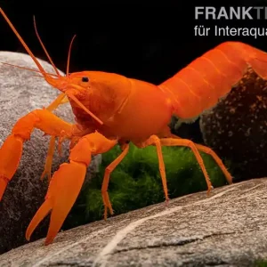 Superorangener Aprikosenkrebs, Cherax cf. holthuisi - Weibchen Direkt Vom Hersteller