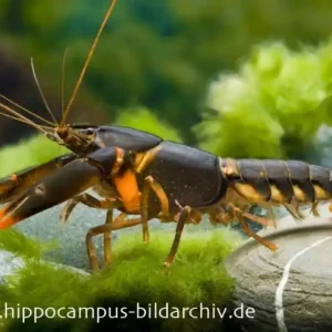 Feuerkrebs, Cherax sp. 'Orange Tip' - Männchen Neue Ware