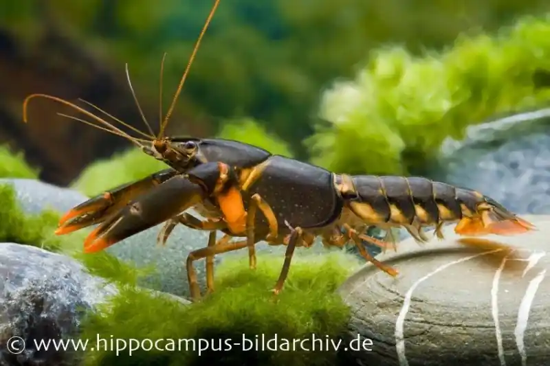 Feuerkrebs, Cherax sp. 'Orange Tip' - Männchen Neue Ware