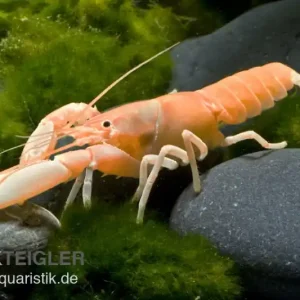 Aprikosenkrebs, Cherax holthuisi - Zufällig Aktuell