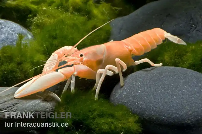 Aprikosenkrebs, Cherax holthuisi - Zufällig Aktuell