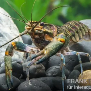 Rotscherenkrebs, Cherax quadricarinatus - Pärchen Preisknaller