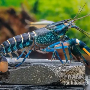 Cherax "Pink Coral", Cherax warsamsonicus - Pärchen Saisonangebot