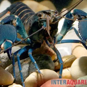 Nur Für Kurze Zeit Dunkelblauer Krebs Variante I, Cherax sp. "Blue Moon Type I" - Zufällig