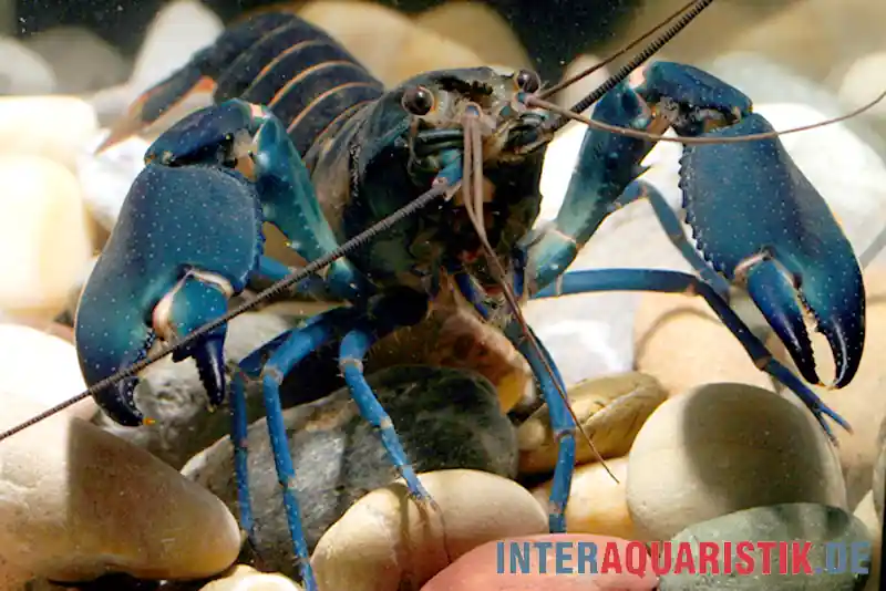Nur Für Kurze Zeit Dunkelblauer Krebs Variante I, Cherax sp. "Blue Moon Type I" - Zufällig