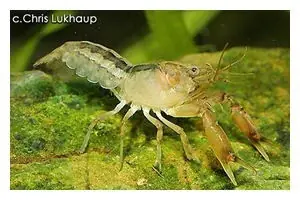 Gestreifter Zwergflusskrebs, Cambarellus patzcuarensis - Pärchen Preis Gesenkt