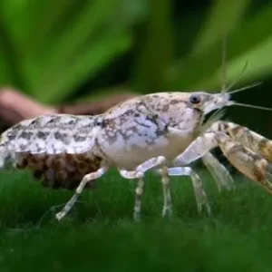 Texanischer Zwergflusskrebs, Cambarellus texanus - Zufällig Rabatt