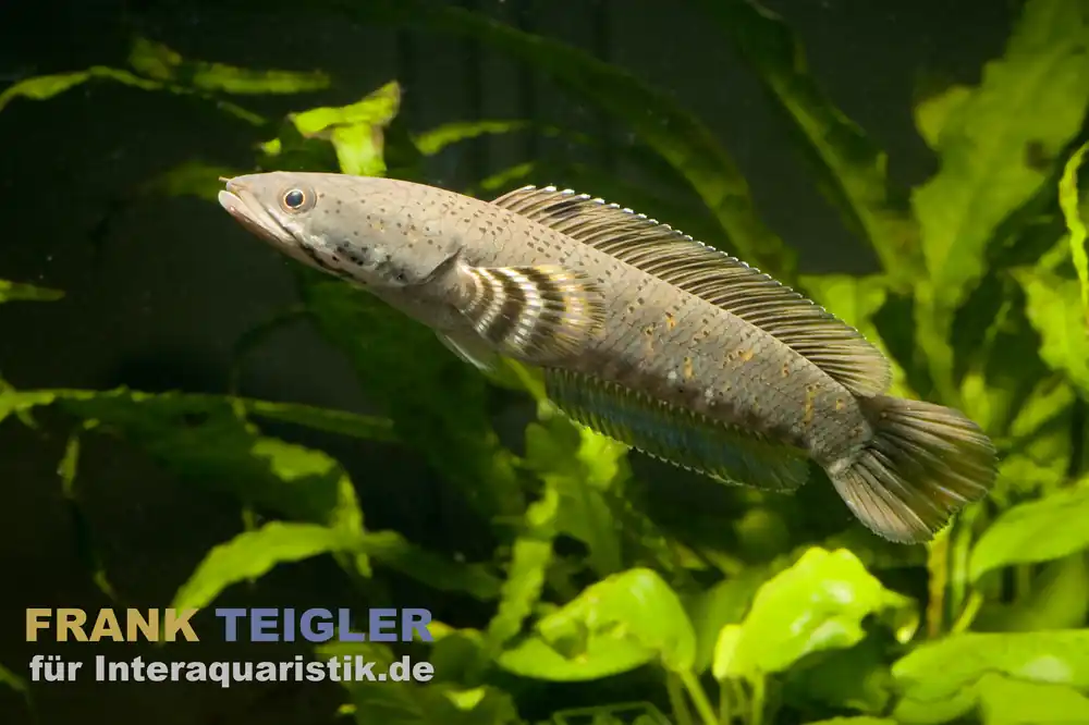 Burma Tiger-Schlangenkopf, Channa pulchra, 6-7 cm Beliebt