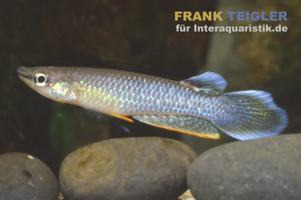 Top-Angebot Indischer Hechtling, Aplocheilus panchax