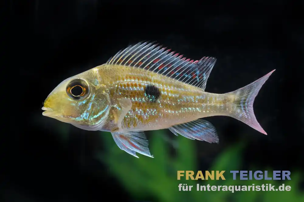 Direktkauf Svenis Erdfresser, Geophagus sveni, 5-6 cm