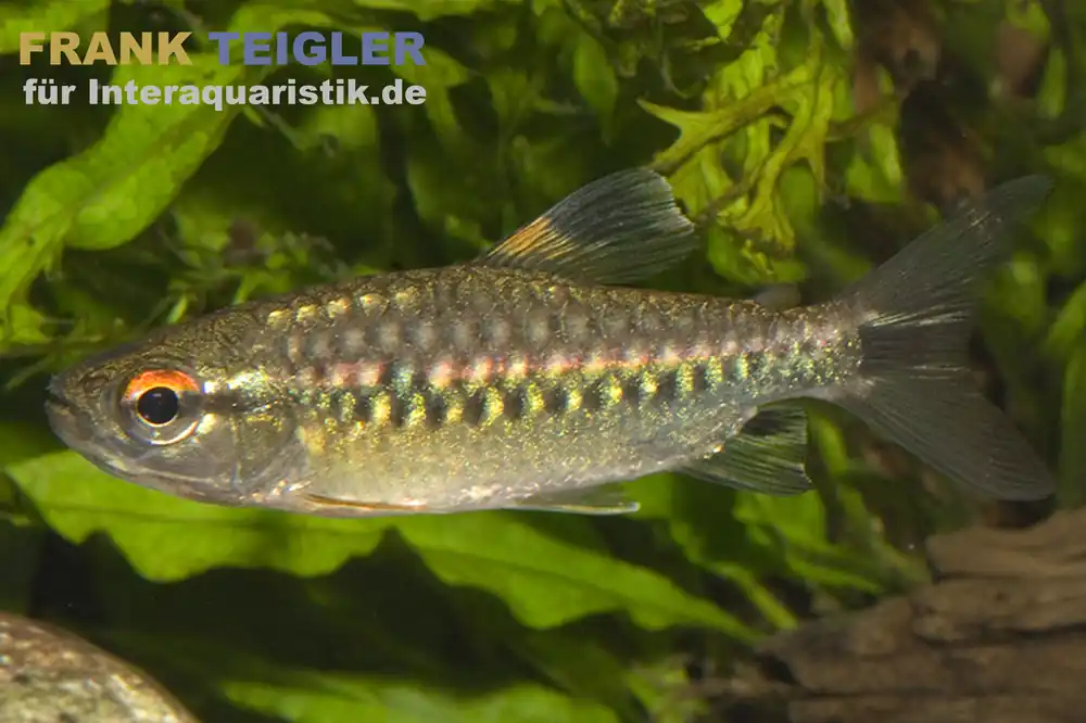 Afrikanischer Großschuppensalmler, Arnoldichthys spilopterus Versand Am Gleichen Tag