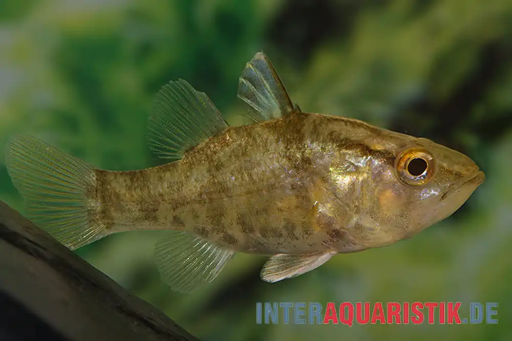 Aprions Glasbarsch, Glossamia aprion, 6-8 cm Sofort Bestellen