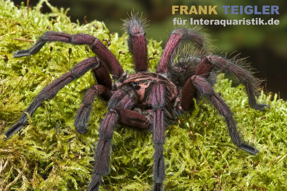 Machala-Vogelspinne, Pamphobeteus machala Kracherpreis