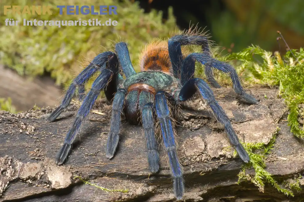Blaufuß-Vogelspinne, Chromatopelma cyaneopubescens Top-Seller