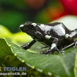 Letzte Chance Goldbaumsteiger Ancon Hill, Dendrobates auratus