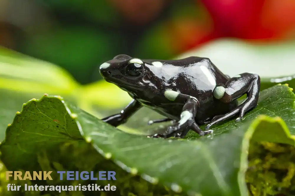 Letzte Chance Goldbaumsteiger Ancon Hill, Dendrobates auratus