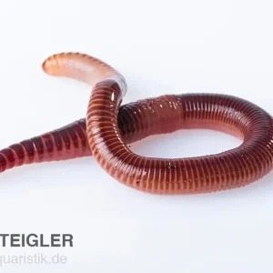 Kracherpreis Rotwurm, Dendrobena veneta, 15 Stück