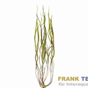 Afrikanische Wasserzwiebel, Crinum natans, Topf Must-Have