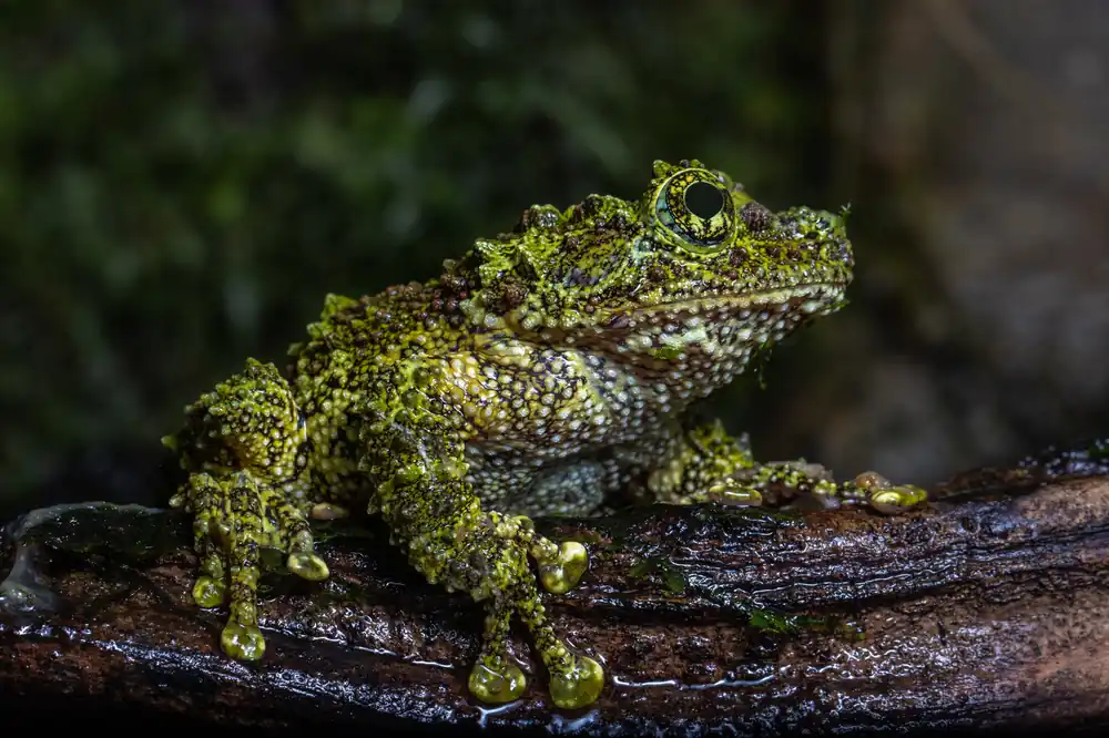 Knallerangebot Vietnam-Moosfrosch, Theloderma corticale