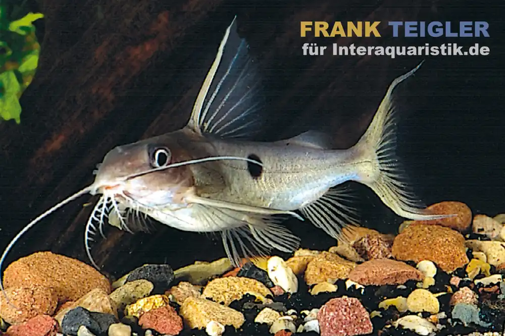 Einpunkt-Fiederbartwels, Synodontis notatus 1 Spot, 6-7 cm Garantierte Lieferung