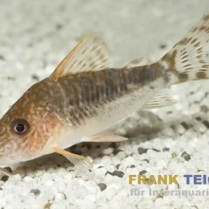 Bestpreis Seuss Panzerwels, Corydoras seussi