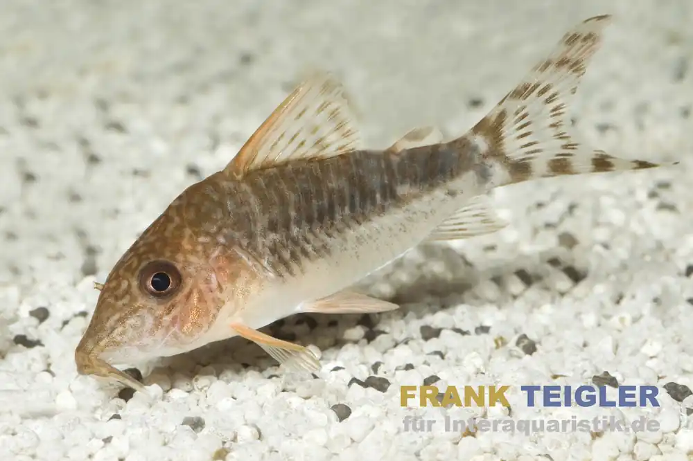 Bestpreis Seuss Panzerwels, Corydoras seussi
